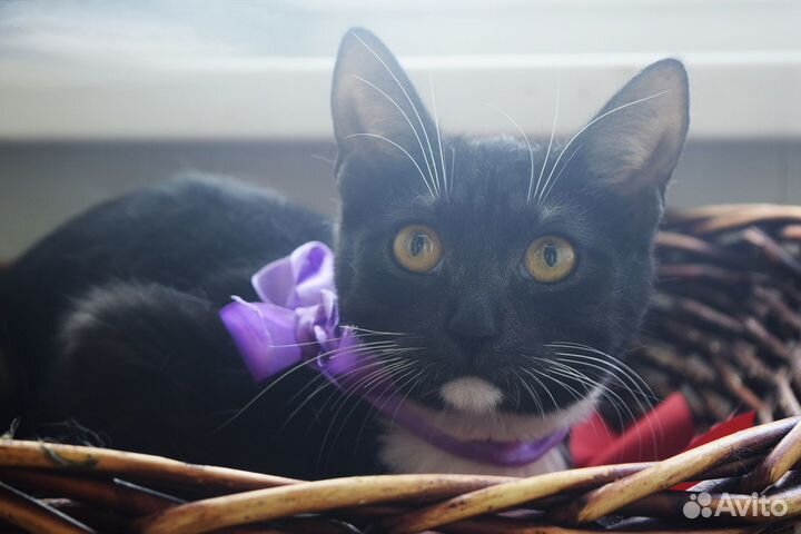 Спасите Фиджи из клетки