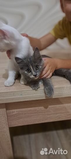 Кошка в дар бесплатно