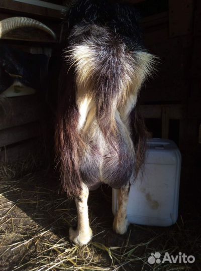 Коза дойная