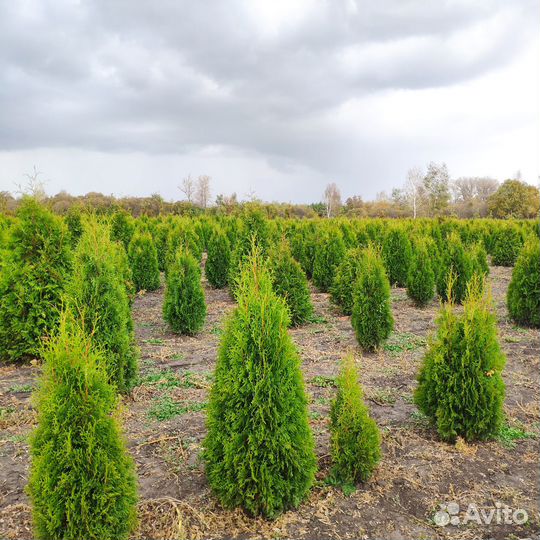 Туя Колоновидная Колумна. Напрямую из питомника