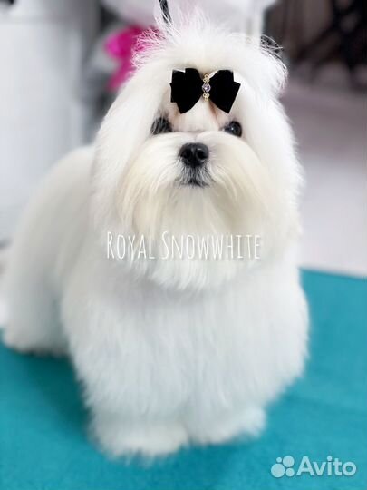 Мальтезе мальтийская болонка