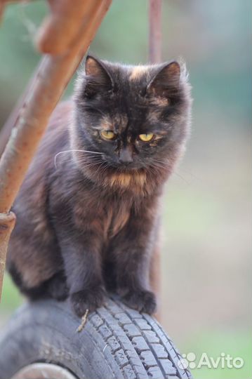 Кошечка в добрые руки