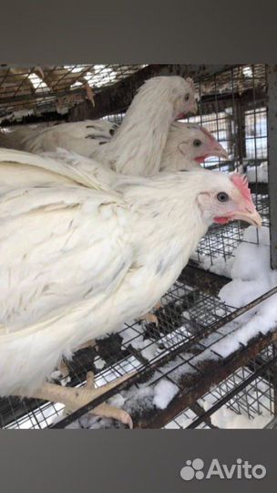 Куры несушки молодки доминанты