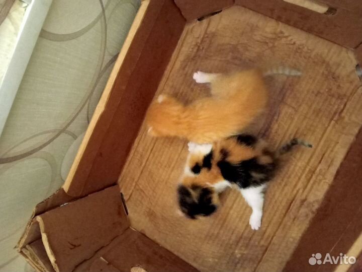 Котик и кошечка