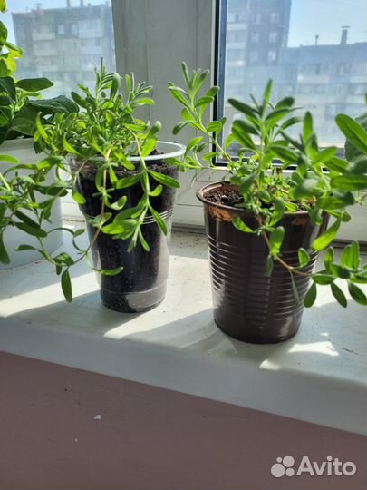 Лаванда узколистная