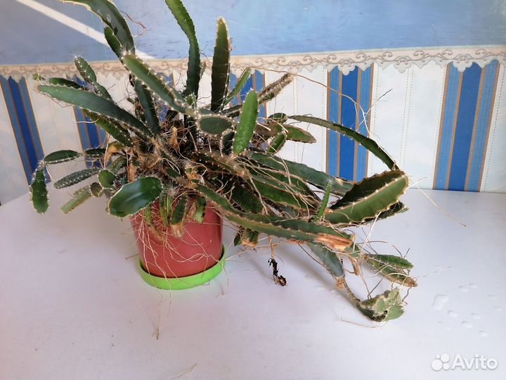 Питахайя цветок