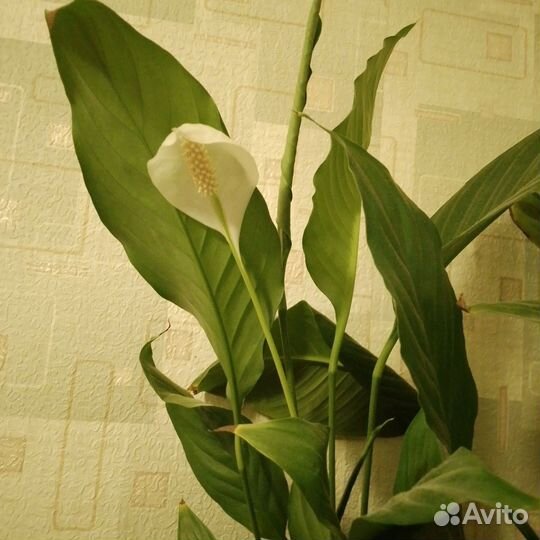 Спатифиллум