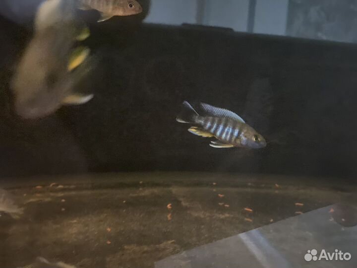 Малавийские цихлиды