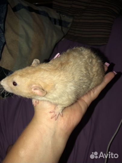 Вязка крыс дамбо Фавн рекс и Сиам