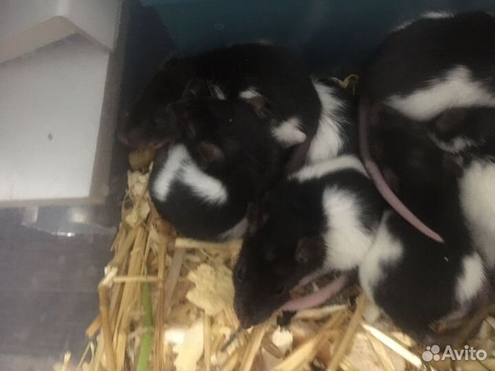 Декоративные крысята