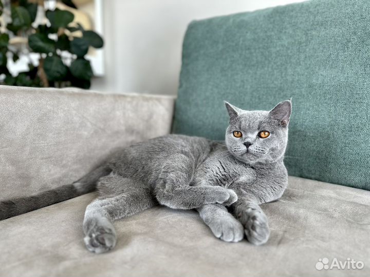 Шотландский кот