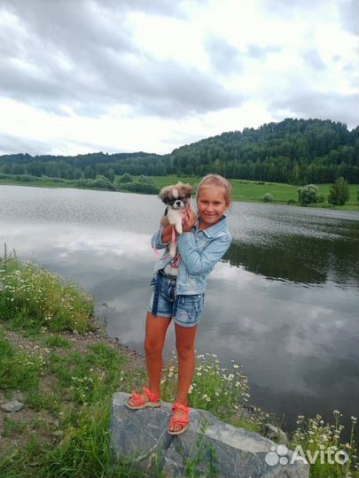 Пекинес девочка