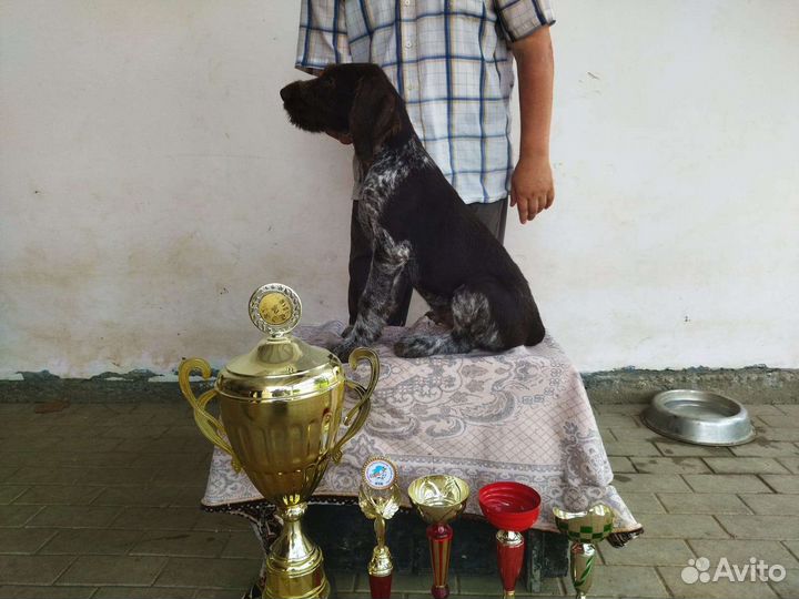 Щенки дратхаара