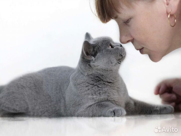 Шикарные британцы классика