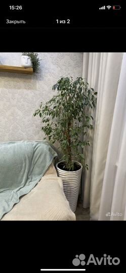 Фикус бенджамина