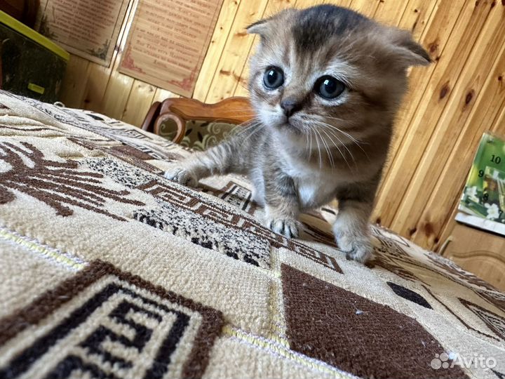 Шотландская вислоухая