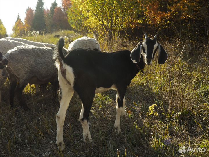 Нубийская козочка
