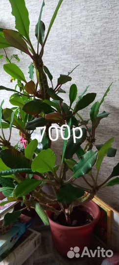 Продам цветы комнатные