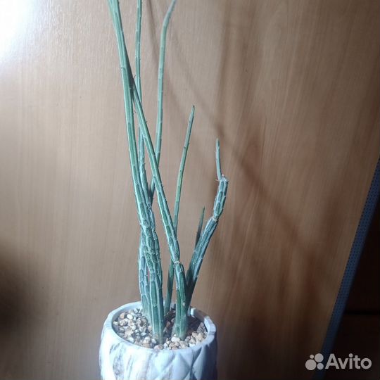 Крестовник стапелиевидный