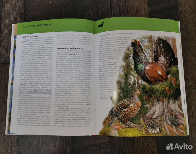 Птицы. Полная энциклопедия/Юлия Школьник