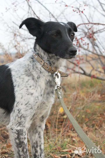 Собачка небольшая стерилизована с доставкой