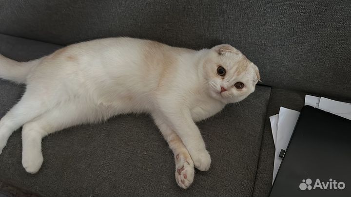 Вислоухий кот