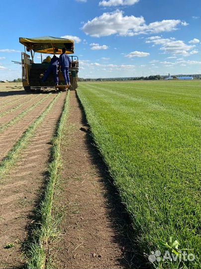 Рулонный газон