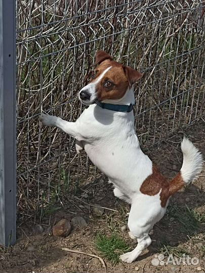 Вязка джек рассел терьер