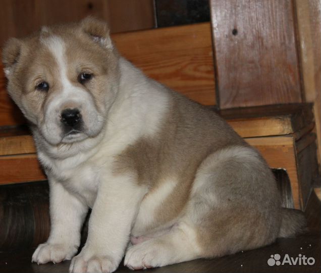 Среднеазиатская овчарка