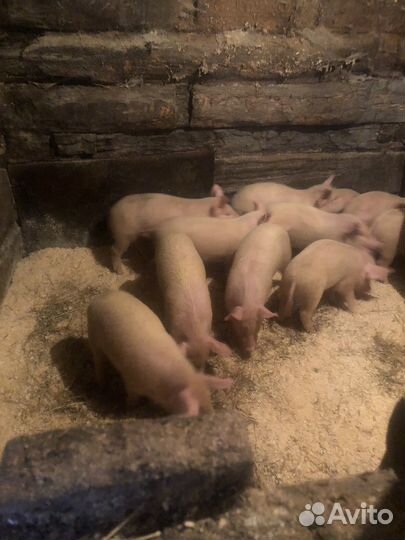 Поросята