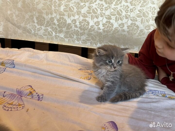 Кошка