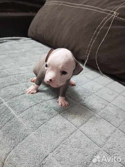 Китайская хохлатая и французский бульдог метис