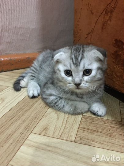 Шотландская вислоухая