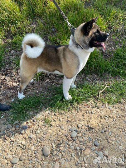 Американская акита