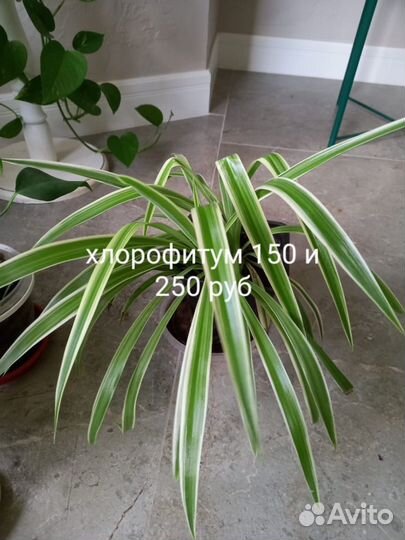 Продам цветы домашние