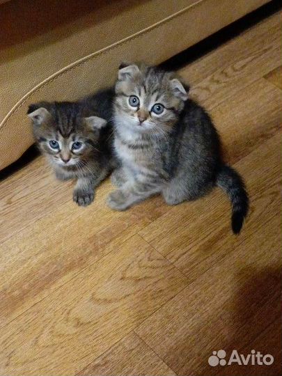 Вислоухие котятки