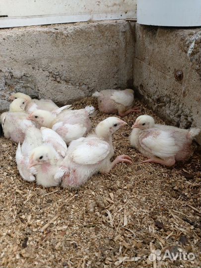 Цыплята бройлеры