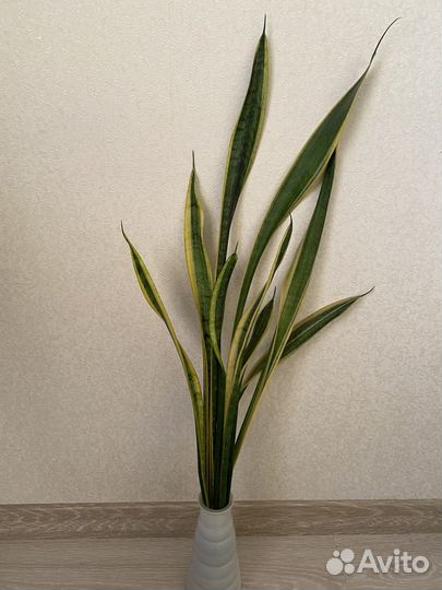 Сансевиерия Лауренти