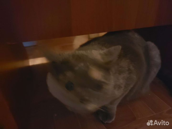 Домашние животные