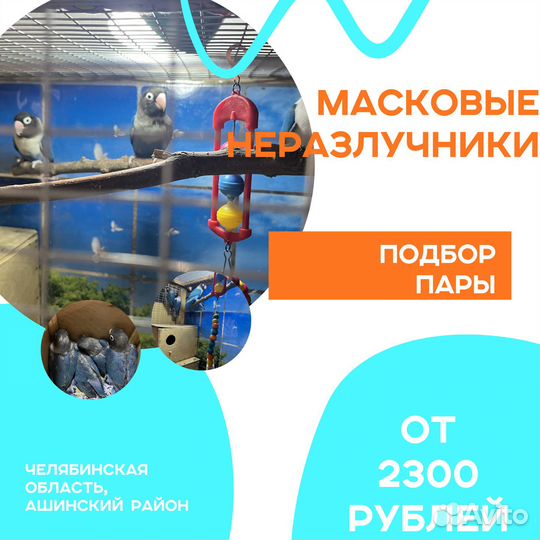 Масковые неразлучники