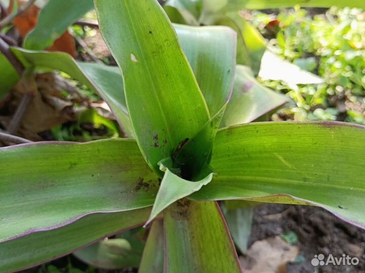 Цветок золотой ус