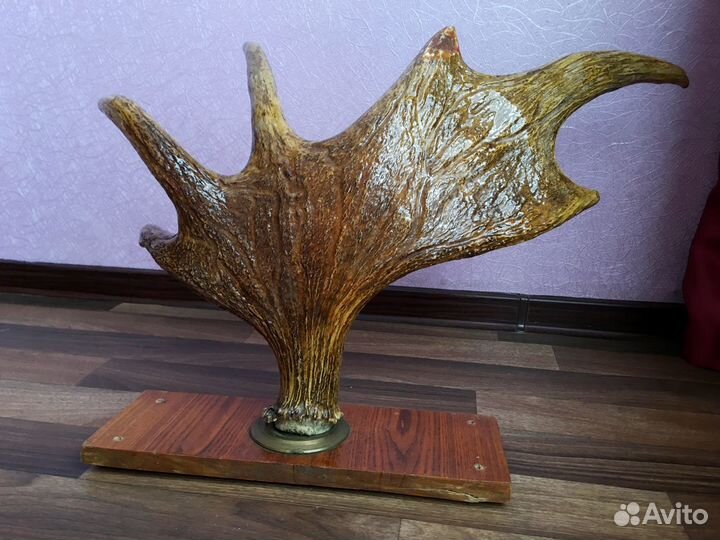 Лосиный рог на подставке лакированный