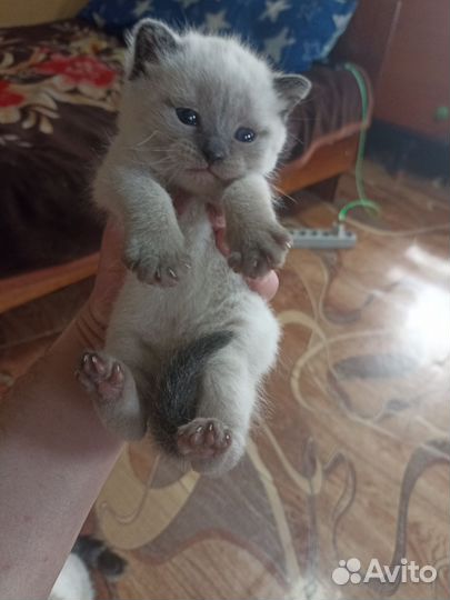 Кошки в добрые руки