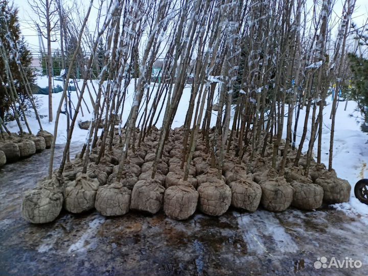 Клен остролистный