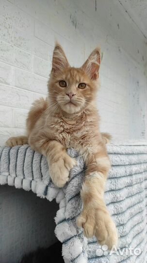 Мейнкун котята полидакты