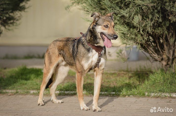 Брауни. Аппетитный дружочек. Ищет дом