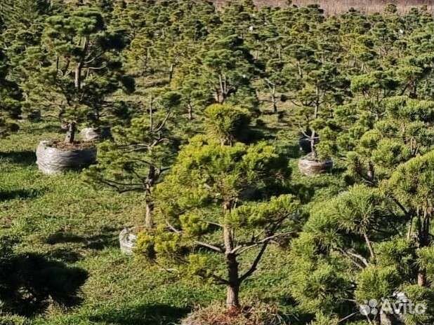 Бонсай сосна