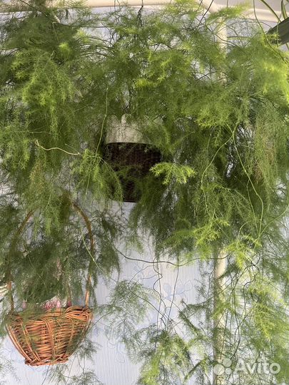 Комнатные цветы