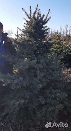 Ель колючая зелено-сизая (голубая)