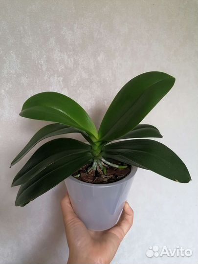 Орхидея Фаленопсис Эсми